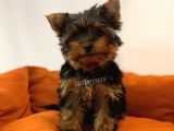 Yorkshire Terrier Dişi Yavrumuz