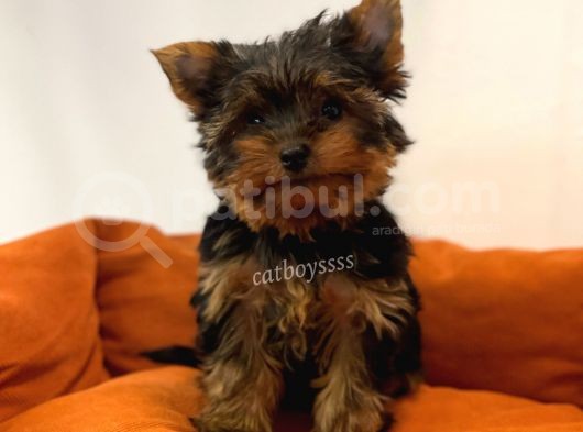 Yorkshire Terrier Dişi Yavrumuz görsel