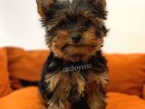 Yorkshire Terrier Dişi Yavrumuz
