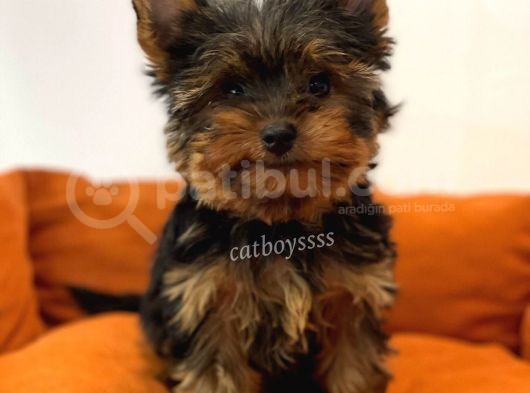 Yorkshire Terrier Dişi Yavrumuz
