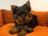 Yorkshire Terrier Dişi Yavrumuz