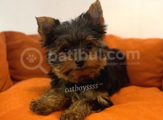 Yorkshire Terrier Dişi Yavrumuz görsel
