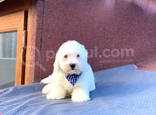 Maltes Terrier Mini Erkek Yavrumuz