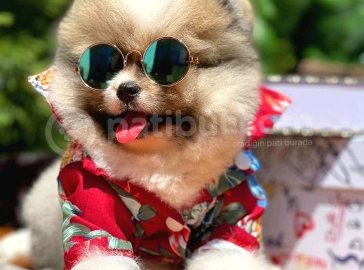 Yavru Patiler Güvencesiyle Pomeranian Yavrular