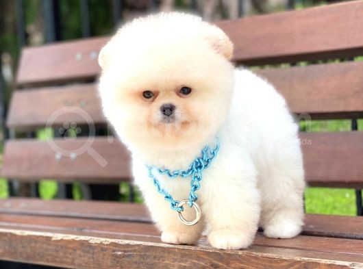 Pomeranian Boo Teddy Face Erkek Yavrumuz