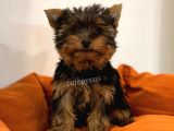 Yorkshire Terrier Dişi Yavrumuz