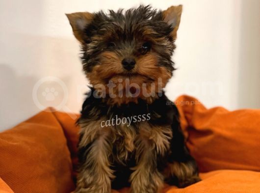 Yorkshire Terrier Dişi Yavrumuz görsel