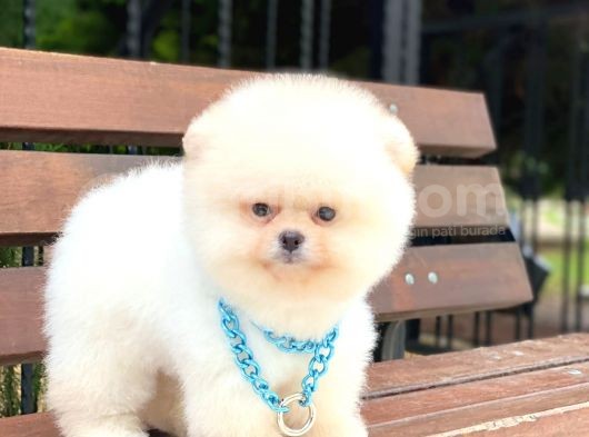 Teddy Face Pomeranian Boo Yavrumuz görsel