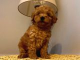 Safkan Toy Poodle Yavrularımız