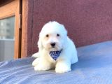 Maltes Terrier Mini Erkek Yavrumuz