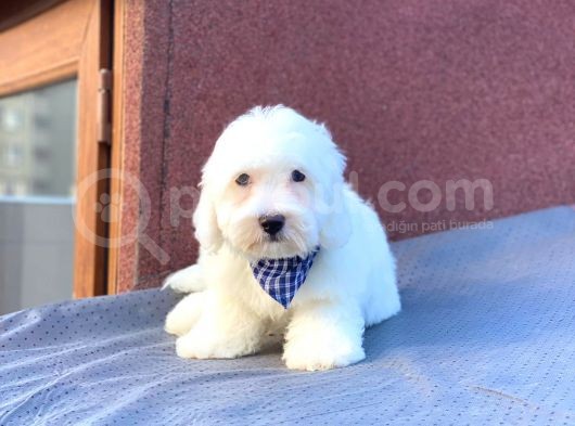 Maltes Terrier Mini Erkek Yavrumuz görsel