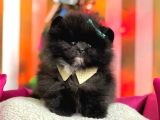 Safkan Pomeranian Boo Yavrularımız