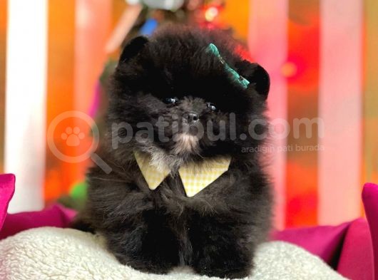 Safkan Pomeranian Boo Yavrularımız görsel