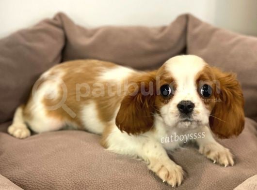 Safkan Cavalier King Charles Erkek Yavrular