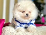 Krem Beyaz Boo Pomeranian Yavrular