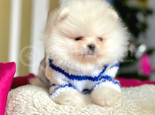Krem Beyaz Boo Pomeranian Yavrular görsel