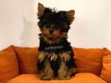 Yorkshire Terrier Dişi Yavrumuz