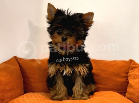 Yorkshire Terrier Dişi Yavrumuz görsel