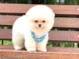 Pomeranian Boo Teddy Face Erkek Yavrumuz