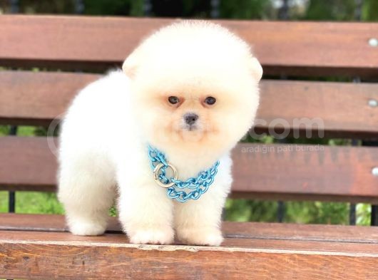 Pomeranian Boo Teddy Face Erkek Yavrumuz görsel