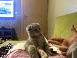 Scottish Fold Bebeğimiz