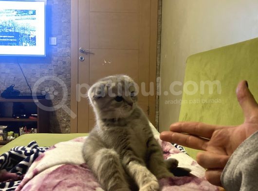 Scottish Fold Bebeğimiz görsel