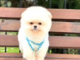 Teddy Face Pomeranian Boo Yavrumuz