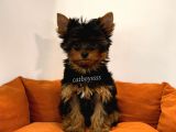 Yorkshire Terrier Dişi Yavrumuz