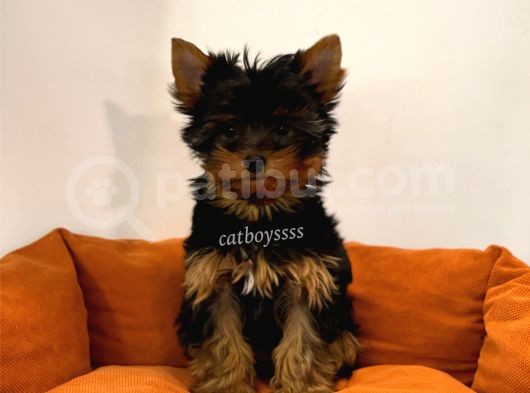 Yorkshire Terrier Dişi Yavrumuz görsel