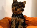Yorkshire Terrier Dişi Yavrumuz