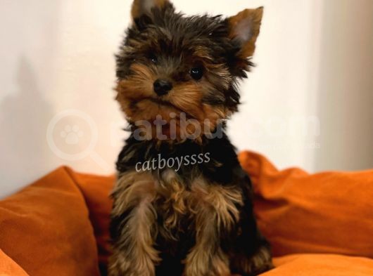 Yorkshire Terrier Dişi Yavrumuz görsel