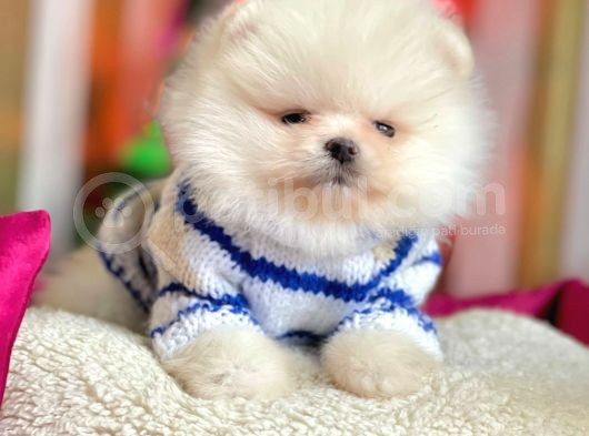 Krem Beyaz Boo Pomeranian Yavrular görsel
