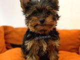 Yorkshire Terrier Dişi Yavrumuz