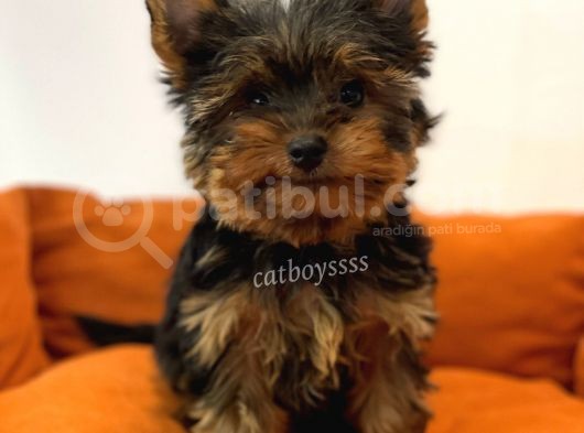 Yorkshire Terrier Dişi Yavrumuz görsel