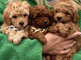 Red Brown Toy Poodle Yavrular