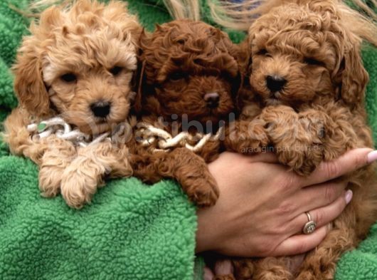 Red Brown Toy Poodle Yavrular