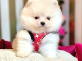 Ayı Surat Boo Pomeranian Yavrular