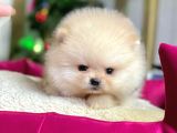 Safkan Pomeranian Boo Yavrularımız