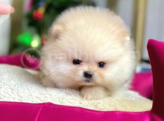Safkan Pomeranian Boo Yavrularımız görsel