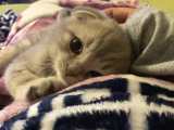 Scottish Fold Bebeğimiz