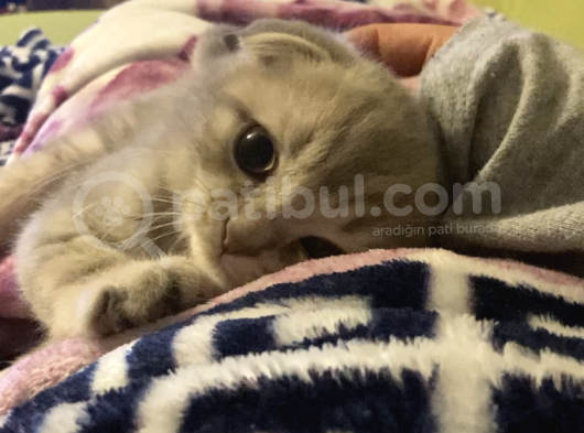 Scottish Fold Bebeğimiz görsel