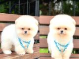 Teddy Face Pomeranian Boo Yavrumuz