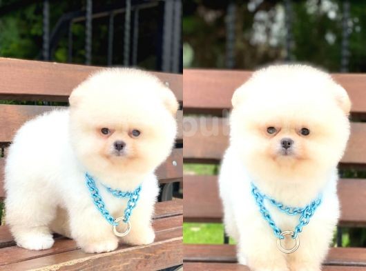 Teddy Face Pomeranian Boo Yavrumuz