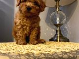 Safkan Toy Poodle Yavrularımız
