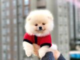 Pomeranian Boo Yavrular