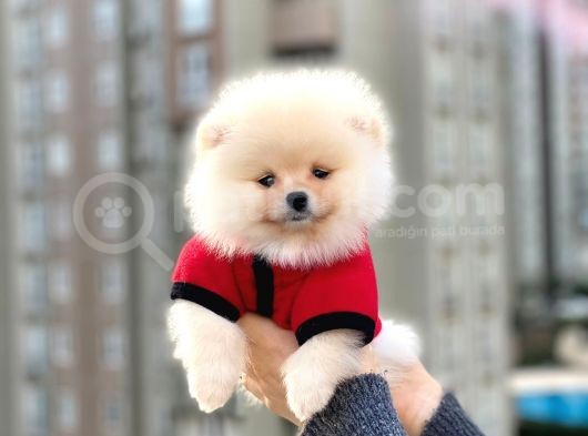 Pomeranian Boo Yavrular görsel