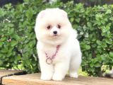 Pomeranian Boo  Dişi &Erkek  Siz Hangisini Istersiniz