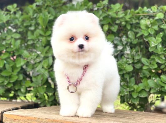 Pomeranian Boo  Dişi &Erkek  Siz Hangisini Istersiniz görsel