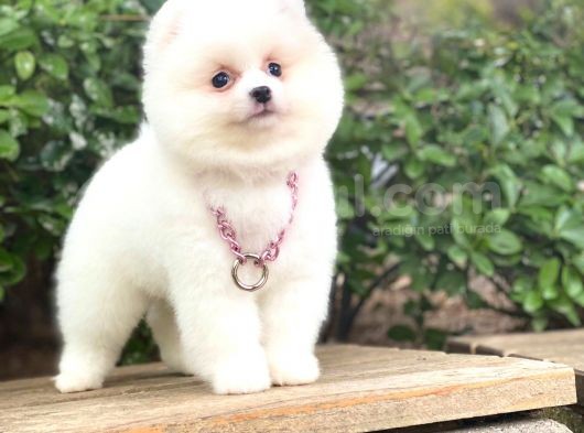 Pomeranian Boo  Dişi &Erkek  Siz Hangisini Istersiniz görsel