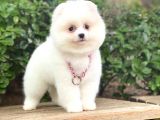 Pomeranian Boo  Dişi &Erkek  Siz Hangisini Istersiniz